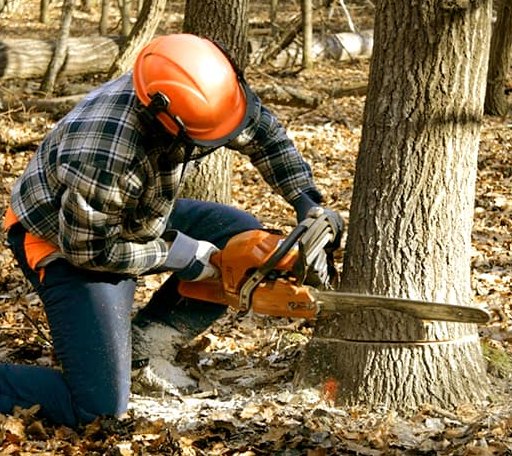 Tree Removal in Copper Harbor, MI